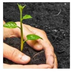 Seedling growing in soil